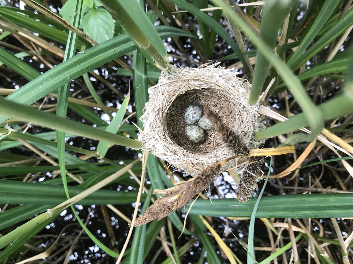 MattMarsh89's tweet photo. Found my 100th nest at Cranwich today! Had to get a pic. Along with five others, it made for another successful day of fieldwork with @WelshLassy1989. @rock_nester #BTO #BTOresearch #ornithology https://t.co/rK4IimjUpf