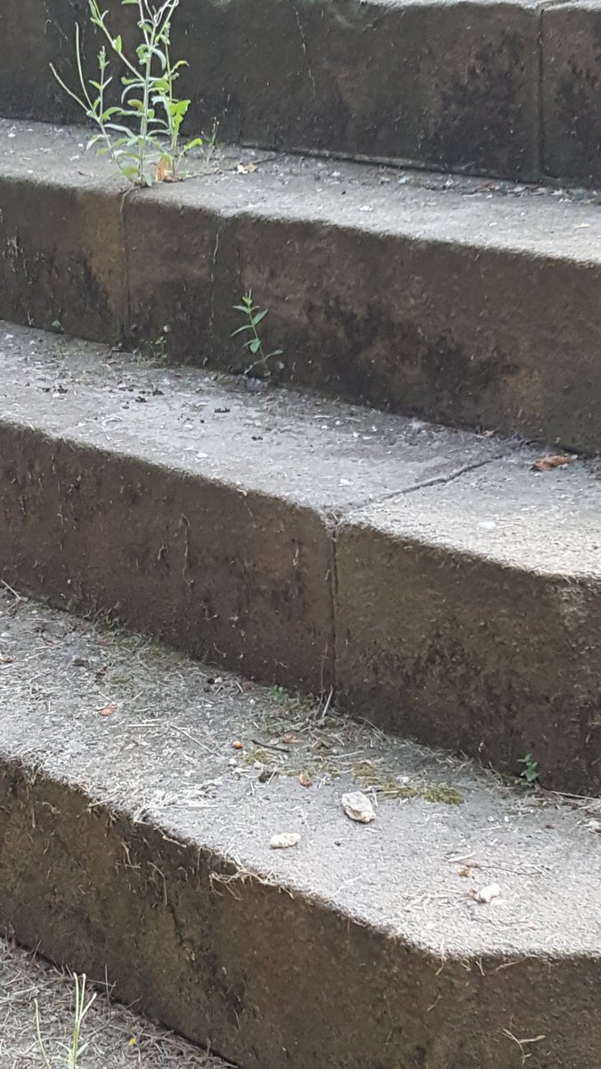 Another well attended Battle of Northampton memorial walk. So sad that even more pieces of the cross lie on the steps since we were there two weeks ago. Sadly we could not put the wreath on the steps instead pushing it under the fence.