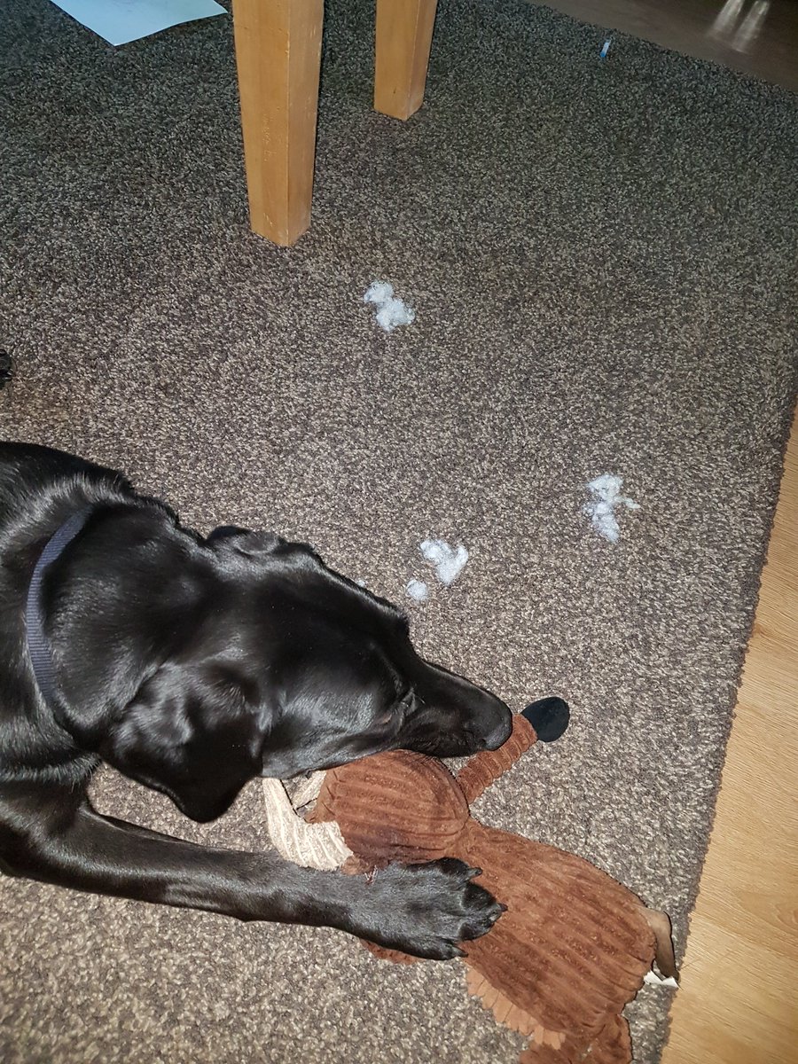 Otis_TopDog's tweet photo. Brains out!! https://t.co/RUsQx3ceO6