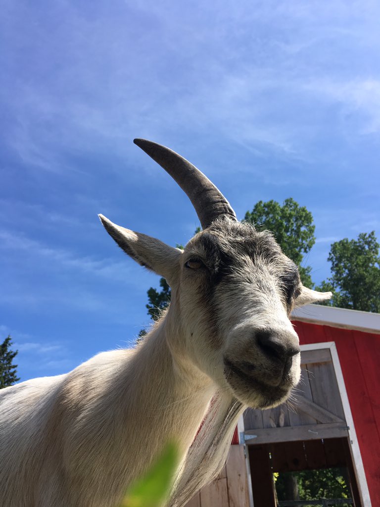Unihorn goat