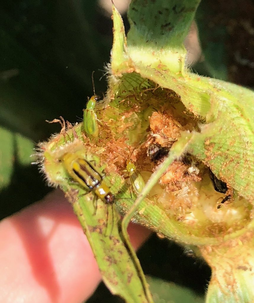 Kaitlin Flick, CCA tweet media