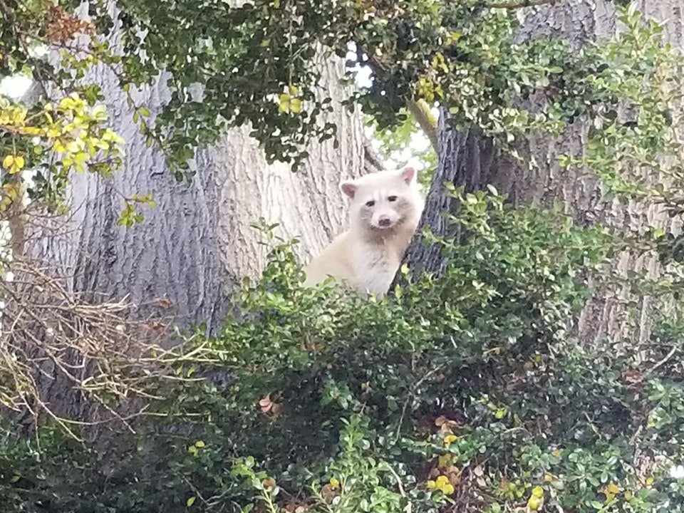 wow reddit user snaps photo of apparent white raccoon near