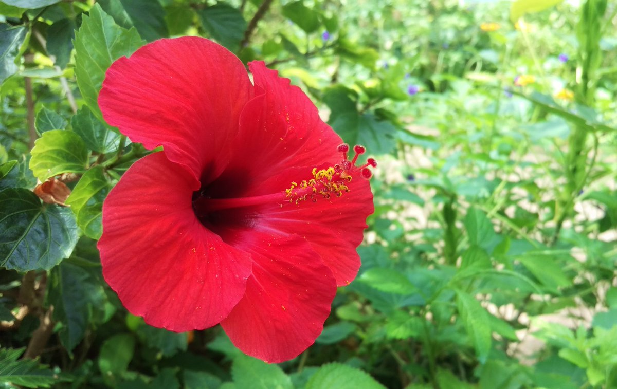 ট ইট র 花 7月11日の花 ハイビスカス 花言葉 新しい恋 アオイ科 別名 ブッソウゲ 仏桑花 学名 ヒビスカス エジプトの美の女神hibisヒビスと ギリシャ語のisko 似る から 原産地 ハワイ モーリシャス島 絶世の美女クレオパトラも 美の為に