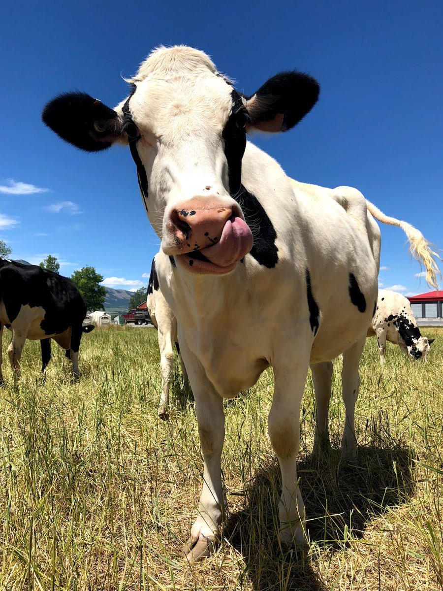 utahstate_qanr's tweet photo. Happy Cow Appreciation Day! We 💙 our girls! 

#CowAppreciationDay #usucaas https://t.co/r980K7DWpm
