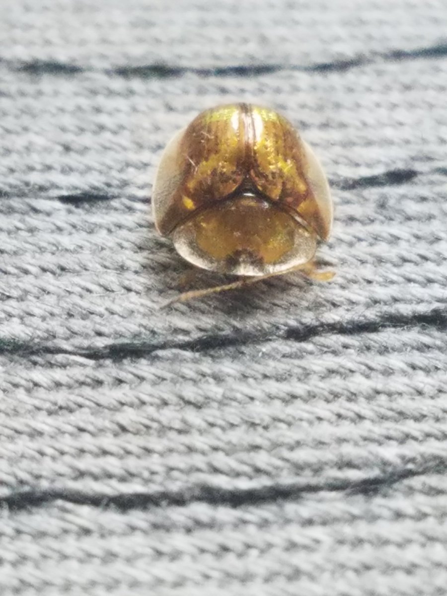 NicholasGloshen's tweet image. Found this little guy hitchhiking on my hat this afternoon; I didn&apos;t even know what the heck it was without a little bit of research. The answer: Golden Tortoise Beetle. I learn something new everyday, that is the beauty of agriculture and agronomy. #entomology #agronomynerd