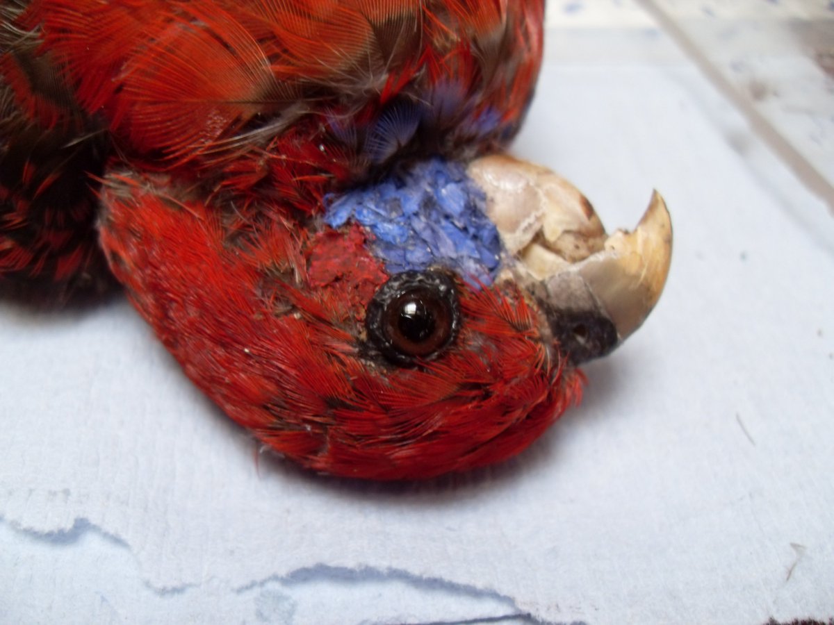 Eye, eye! When conservation meets restoration #crimsonrosella #japanesetissue #conservationplacement