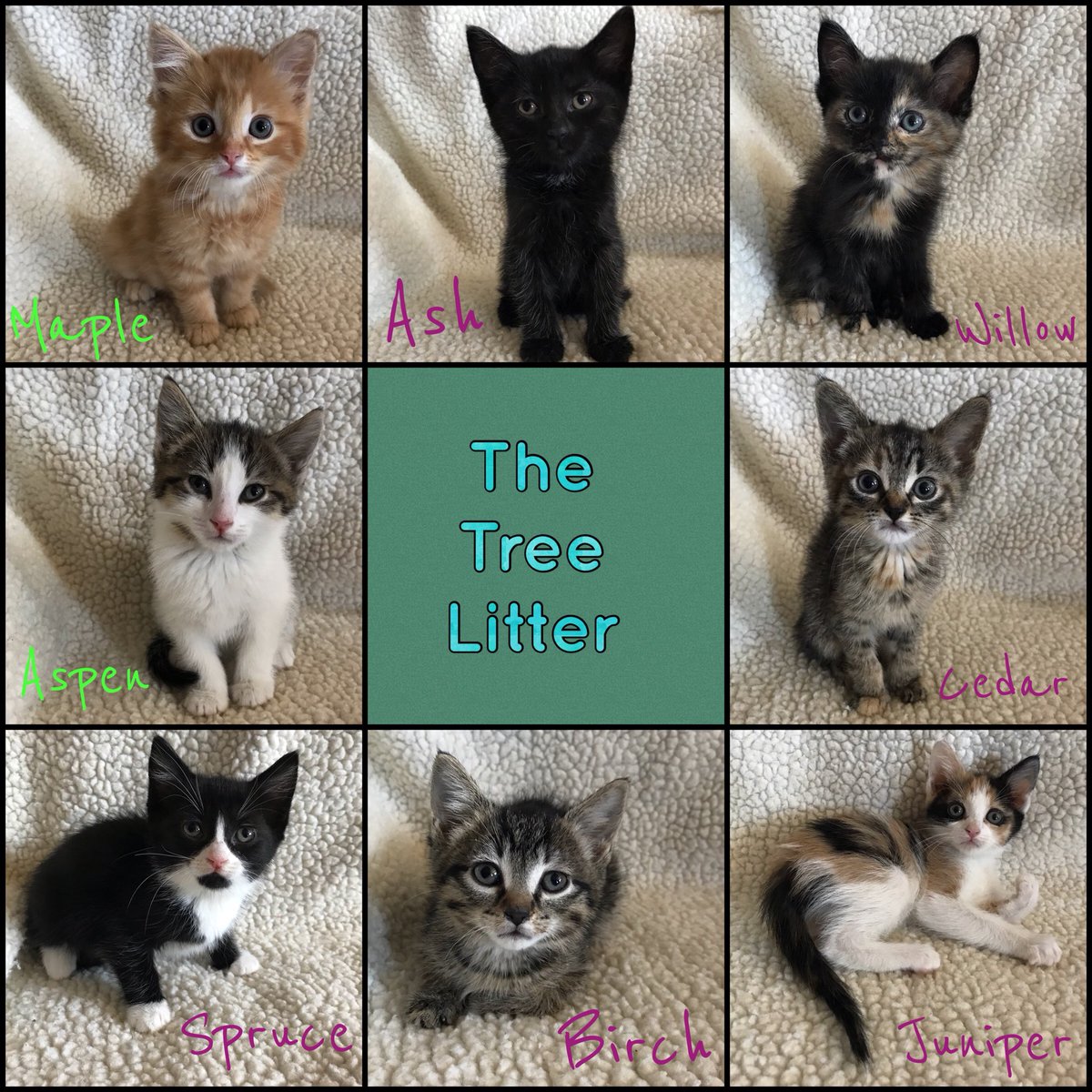 jillbristow24's tweet photo. Are they the cutest “trees” you’ve ever seen?! 🌳 My new @WinnipegHumane foster kittens!!! 😻😻😻😻😻😻😻😻 #adoptone #winnipeg #kittens https://t.co/3007J7oE6K