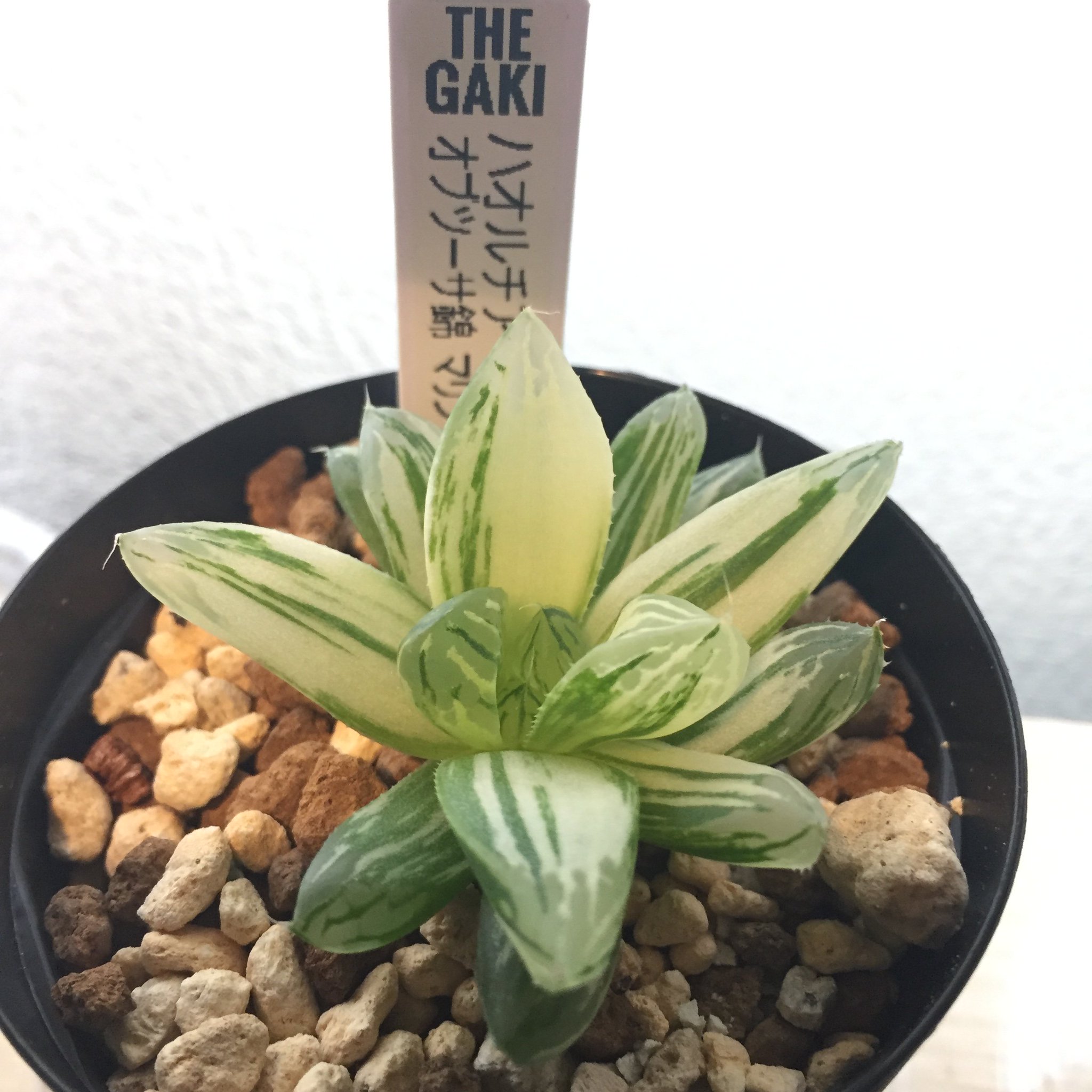 The Gaki ジュエルオーキッド おはルチア ノ ハオルチア オブツーサ錦 マリン ハオルチア 多肉植物 Haworthia オブツーサ オブツーサ錦 ハオルシア Thegaki オブツーサ錦マリン マリン The Gaki ジュエルオーキッド おはルチア ノ ハオルチア オブツーサ錦 マリン ハオルチア 多肉植物 Haworthia オブツーサ オブツーサ錦 ハオルシア Thegaki オブツーサ錦マリン マリン
