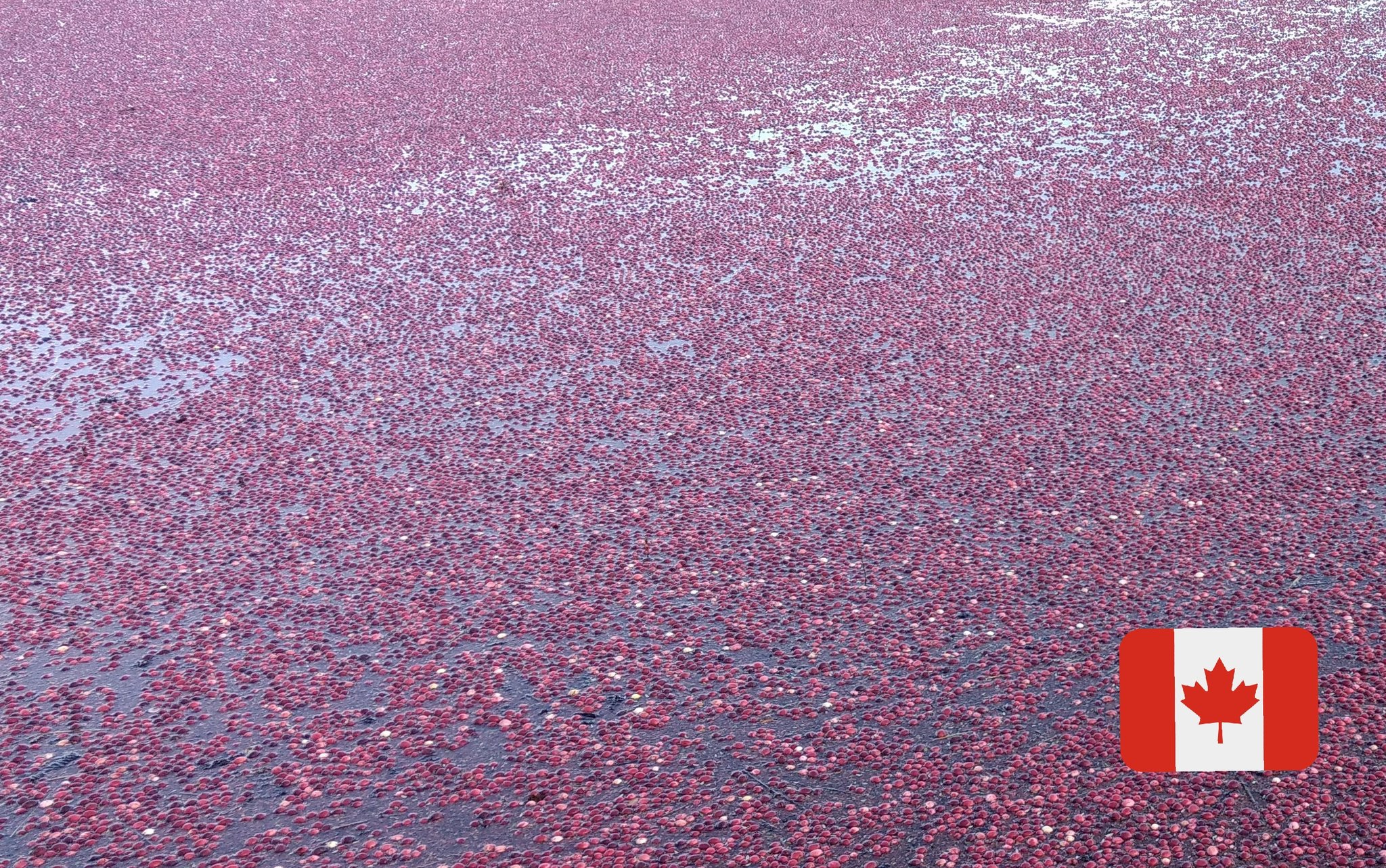 泉 على تويتر クランベリー畑 Cranberry Bog クランベリー 泉 على تويتر クランベリー畑 Cranberry Bog クランベリー