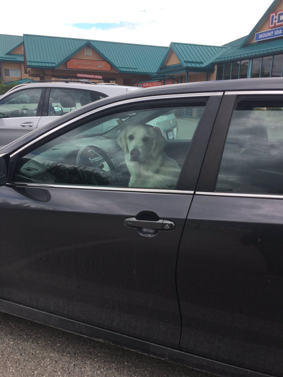 Krisempty's tweet photo. If someone knows this f@!ktard that owns this car and dog please call them and tell them to NOT be such an idiot leaving their dog panting in a hot car! #salmonarm #dogincar @SalmonArmBC @SalmonArm https://t.co/PEwWfwFPrM