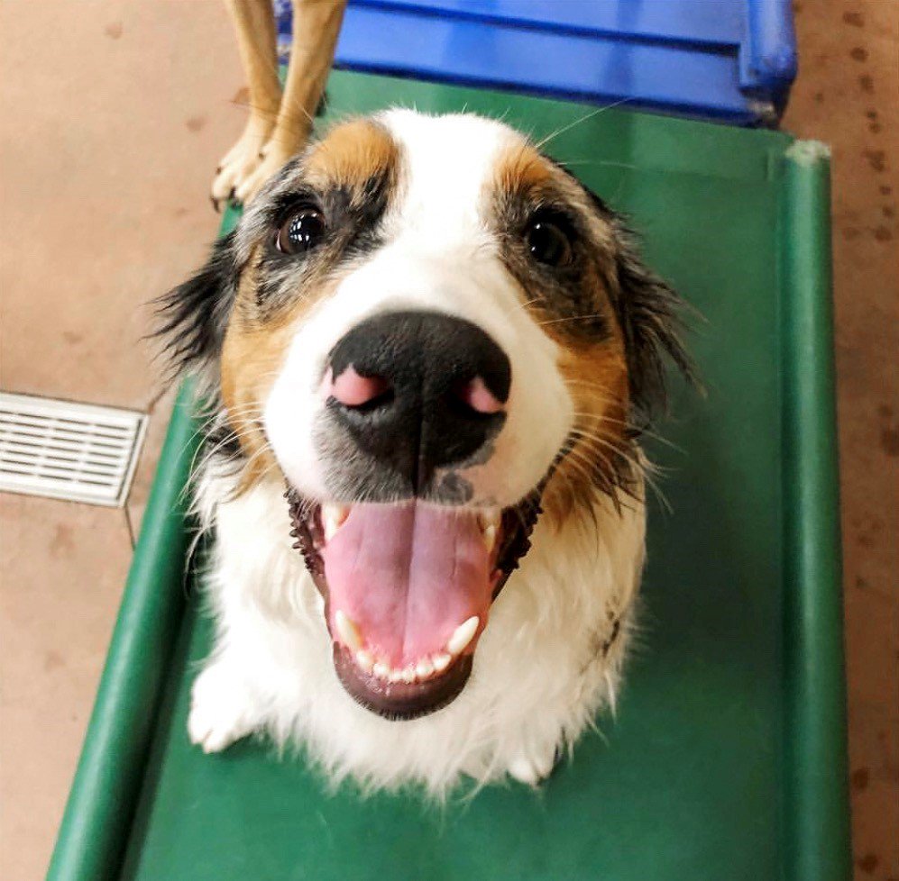 PetSmart South Loop Chicago (LoopPetsmart) Twitter