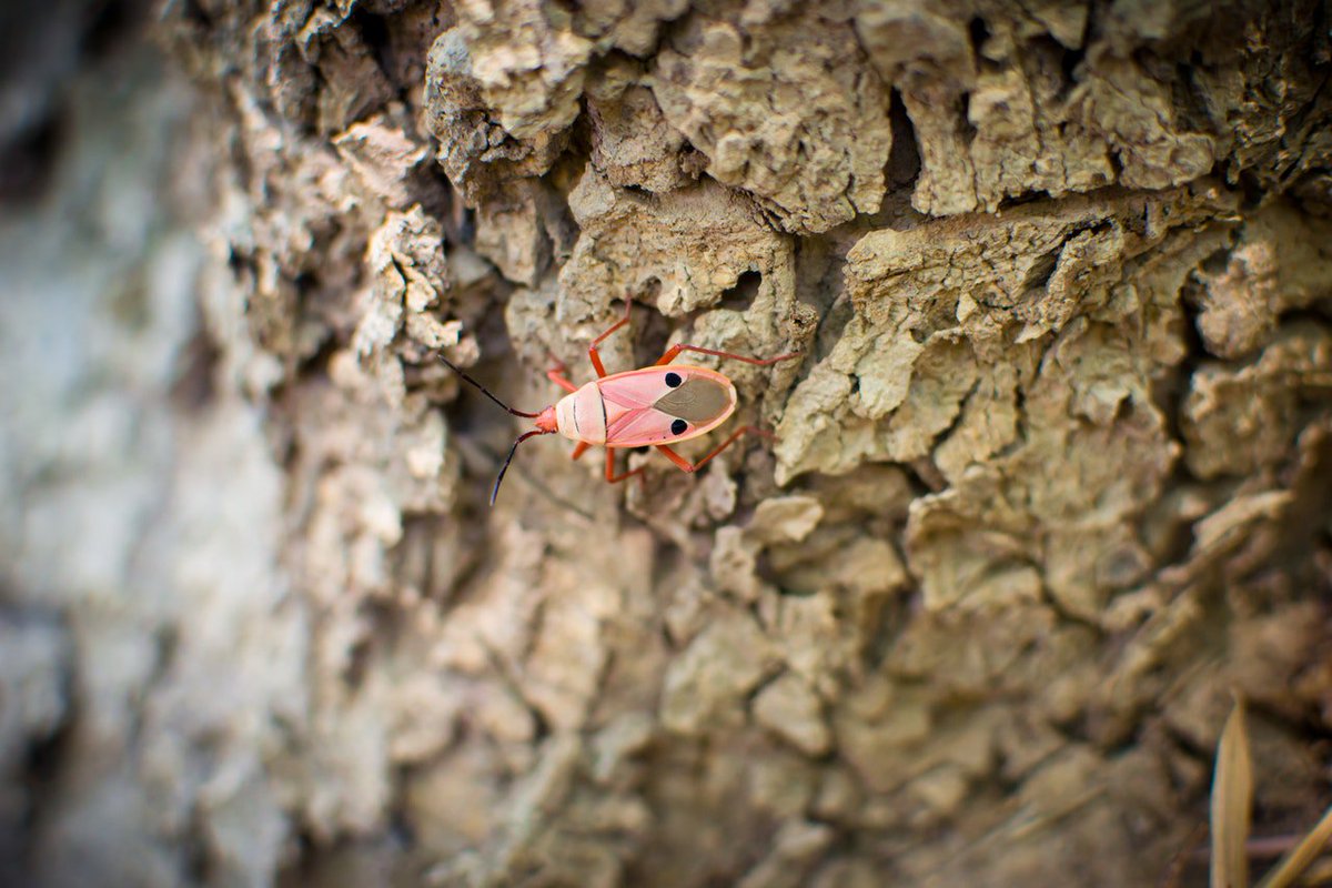 ArboristNow's tweet image. Keep an eye out for these 5 pests than can damage your trees. ow.ly/DKb530kTgMJ #ArboristNow #bestinSanFrancisco #treepests