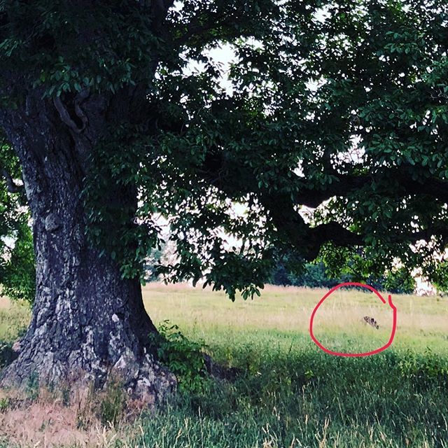 treesourceco's tweet photo. The oldest and largest walnut in Europe. With lurcher circled in red for scale! What a tree. Still fruiting! #juglansregia #ancienttree 600+ years old. #suffolktrees #boxtedhall @boxtedhall https://t.co/ouxlAO6HRH https://t.co/zlaLxiwBfm