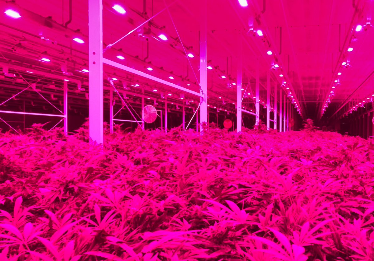 Cam Battley tweet media