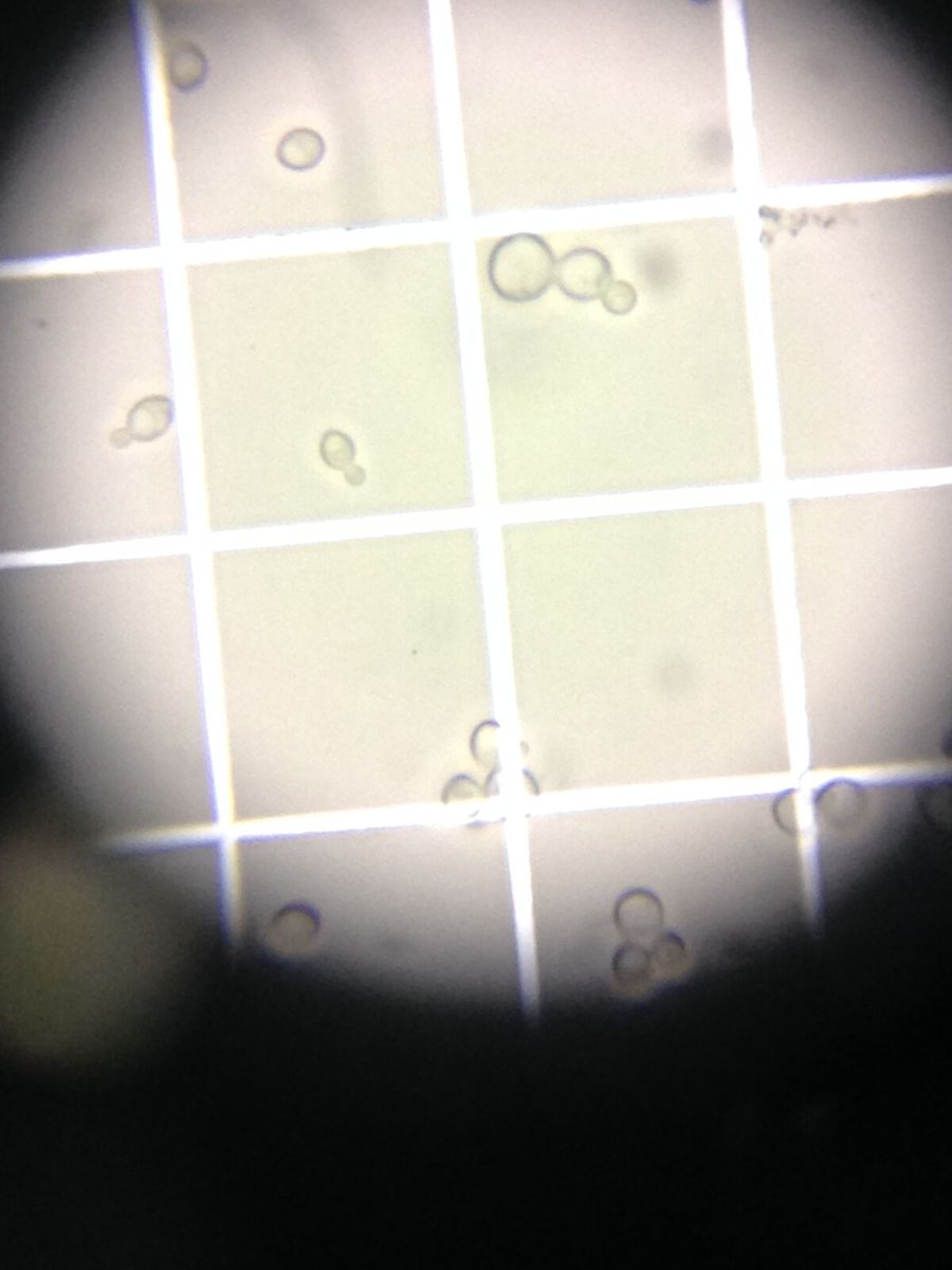 Brewers make wort, yeast makes beer. 😍