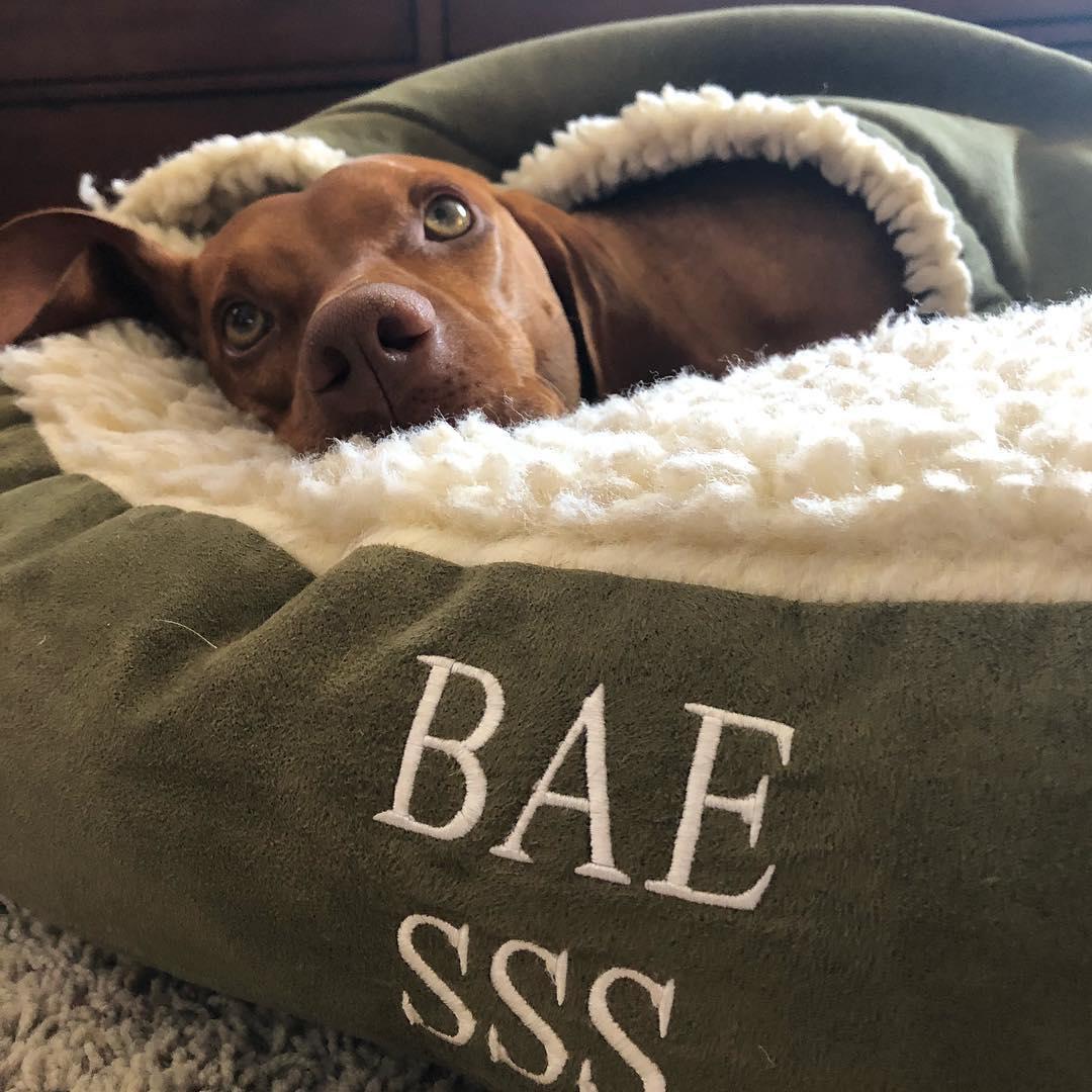BIXBIPet's tweet photo. What #bae says goes. Who else’s dog calls the shots?
📷: bazelthevizsla
-
#BIXBIpet #Snuggle #CuteDog #DogsOfTwitter #PuppyLove #PetHealth https://t.co/ED211pvlGd