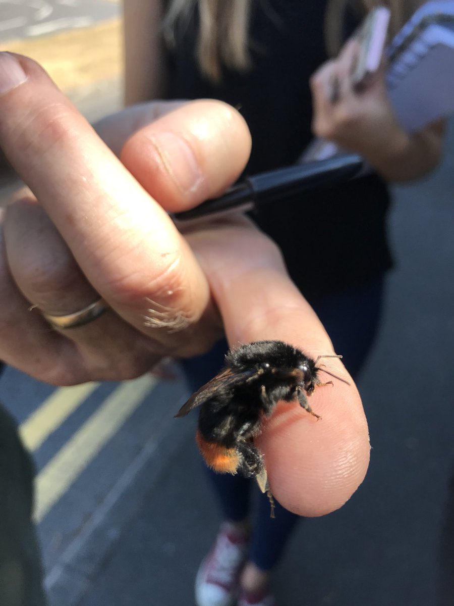 NicholasPackham's tweet photo. A great day out monitoring and learning about bees and other pollinators in #Leicester for #UrbanBuzz #BeesNeeds #beesneeds2018 @Buzz_dont_tweet https://t.co/49vId1hEIw
