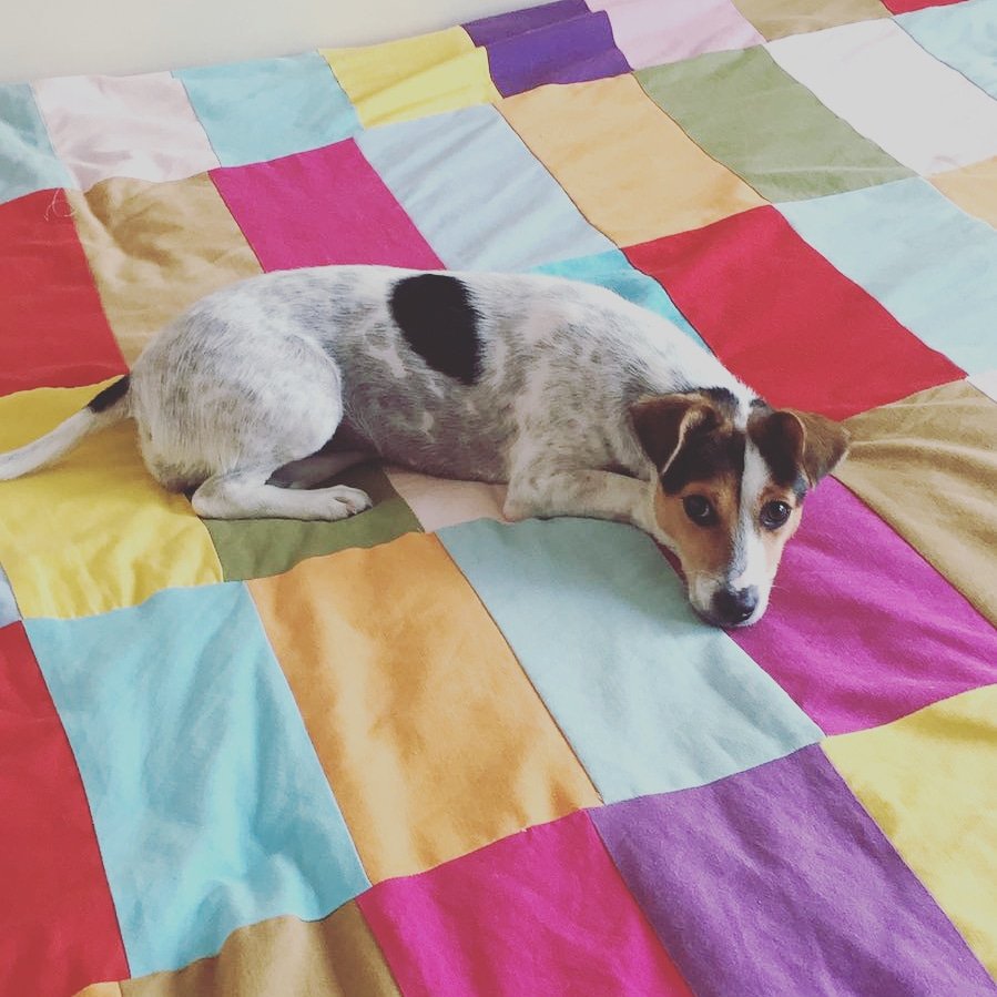Jack Russell bir guzel kiz Lokum ömurluk yuvasini ariyor..asi kisirlastirma ve evicinde bakmak sartiyla 25 yas ustu bir aileye sahiplendirilecek..0532 270 90 58-Ayça Birol