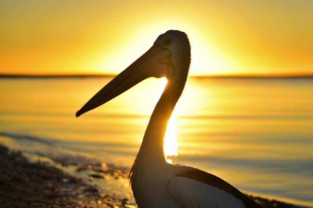 perth_pics's tweet photo. Monkey Mia!!
🌅🌅
#justanotherdayinwa #perthlife #perthisok #perth #amazingwa #icwest #sceneinwa #perthsbest #australia #monkeymia #roamtheplanet #travelphotography #visualoflife #beachlife #dametraveler #birdsofinstagram #animalsmood #kings_birds #birdwatching #bestbirdshots https://t.co/sbci51DHfo