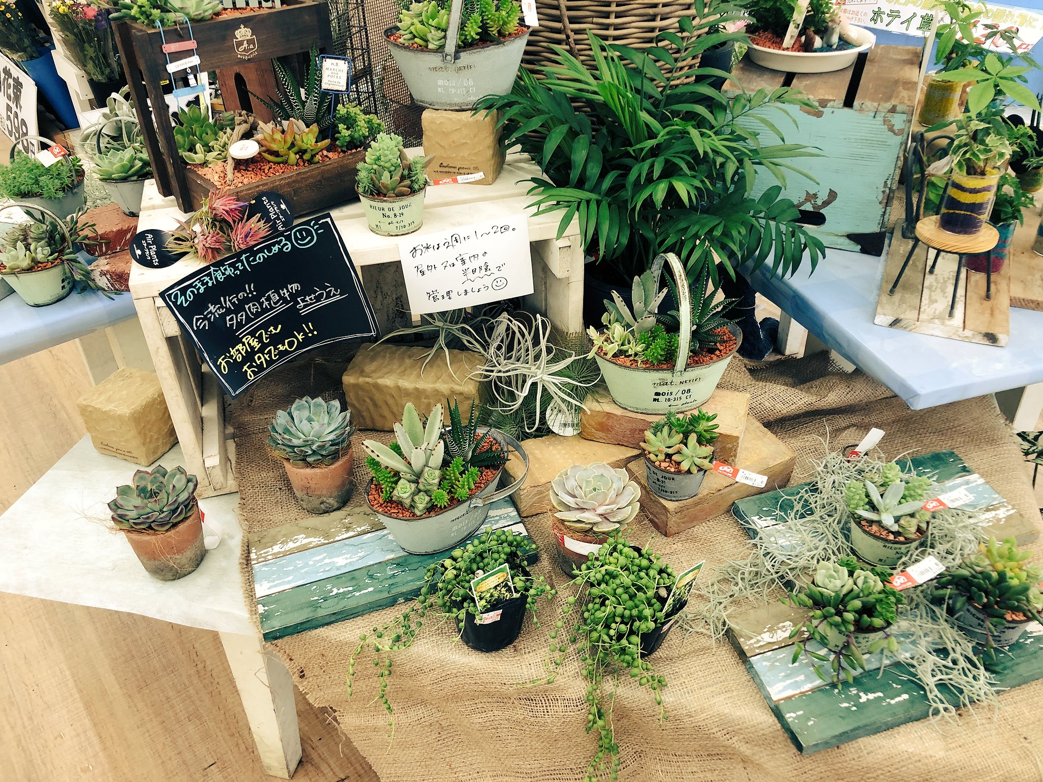 ジョイフル本田 ガーデンセンター 幸手店 ガーデン館 埼玉 ホームセンター切花売り場にて 多肉植物寄せ植え エアプランツ 観葉植物を展開中 ホームセンターへお買い物の際は 是非 覗いて見て下さいね T Co X6mkxgc0ho Twitter