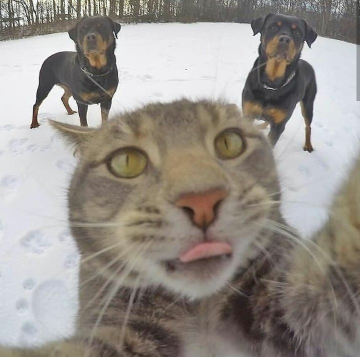 ok but this cat takes better selfies than anyone I've ever seen