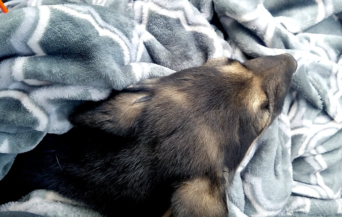 TheLuckyPupp's tweet photo. The very first night Baby Princess experienced fuzzy blankets, a comfy bed and central air after spending her days &amp; nights in a disgusting backyard breeding pit 🐾🐾 #banbackyardbreeding #neglect #cruelty https://t.co/au4eNhOq1B