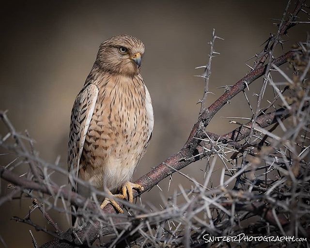 Snitzerphoto's tweet photo. Some flying object in Namibia's Etosha National Park.  Does anybody have the field guide?  This a Yellow Bellied Sap Sucker?
.
.
.
.
#nature #beautifuldestinations #earthfocus #keepitwild #discoverglobe #discoverearth #nationalgeographic #nationalgeoadve… https://t.co/mPBT6FPbVR https://t.co/4Ik3rtzqAr