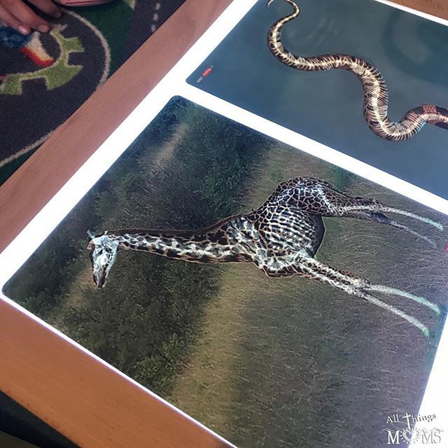 The kids really enjoyed checking out these What’s Inside cards on the light table today! Check out my IG story to see them in action and learn how many bones are in a giraffe’s neck! .
.
.
.
.
.
.
.
.
#homeschool #homeschoolmom #learningisfun #handsonfun… ift.tt/2L2xmxU