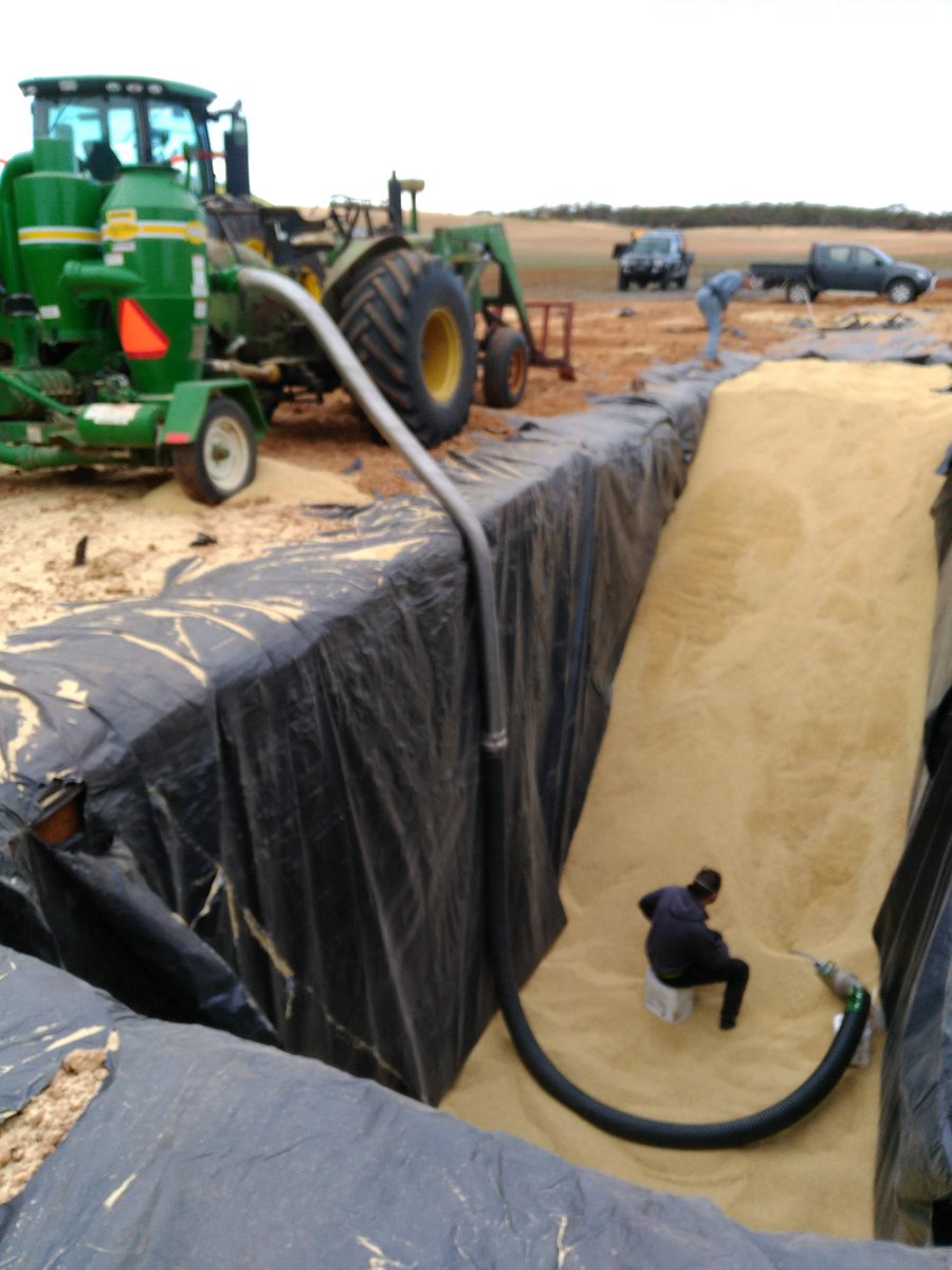 burndad's tweet image. We have done a germination test and it looks like 95% or better, we had grain tested at the local #grainflow site and the stats are good, practically the same as it went in. Also added a pic of the pitt wall.