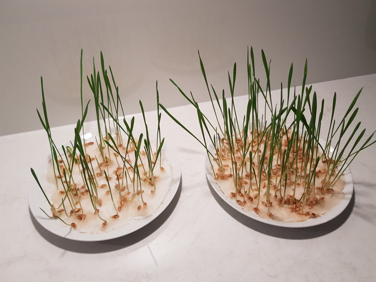 burndad's tweet image. We have done a germination test and it looks like 95% or better, we had grain tested at the local #grainflow site and the stats are good, practically the same as it went in. Also added a pic of the pitt wall.