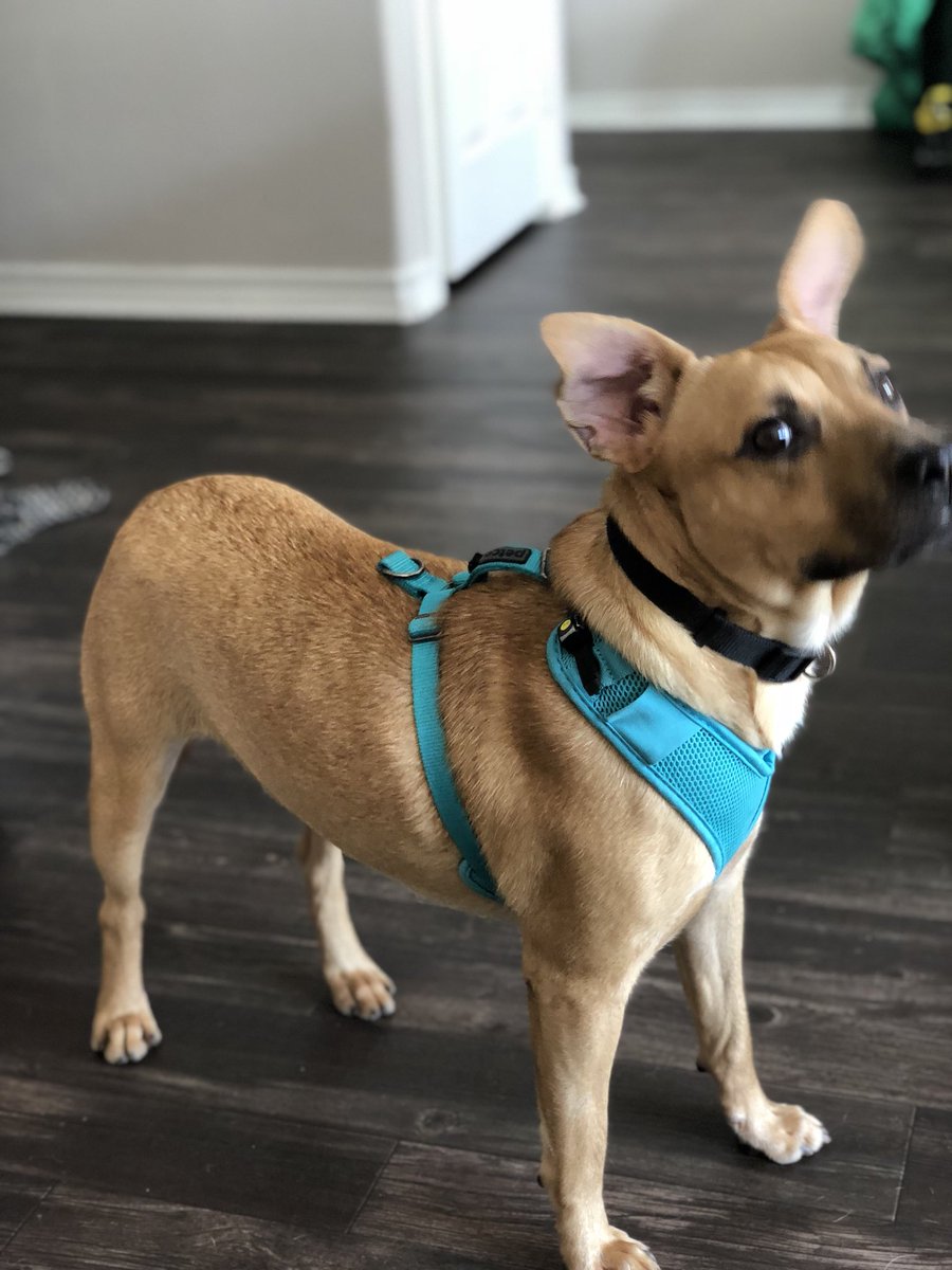enviromadison's tweet image. This handsome little pup needs a home!! Harvey was abused and dumped back at the BEGINNING of 2018, and still hasn’t found a forever home. He’s a shy guy &amp;amp; loves his stuffed animals and his foster siblings and parents. He just needs someone to love him unconditionally. Share pls!