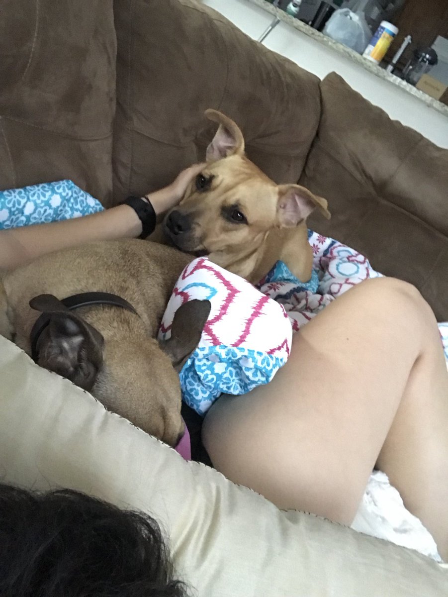 enviromadison's tweet image. This handsome little pup needs a home!! Harvey was abused and dumped back at the BEGINNING of 2018, and still hasn’t found a forever home. He’s a shy guy &amp;amp; loves his stuffed animals and his foster siblings and parents. He just needs someone to love him unconditionally. Share pls!