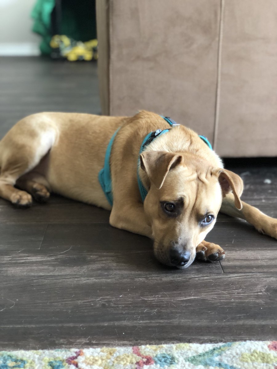 enviromadison's tweet image. This handsome little pup needs a home!! Harvey was abused and dumped back at the BEGINNING of 2018, and still hasn’t found a forever home. He’s a shy guy &amp;amp; loves his stuffed animals and his foster siblings and parents. He just needs someone to love him unconditionally. Share pls!