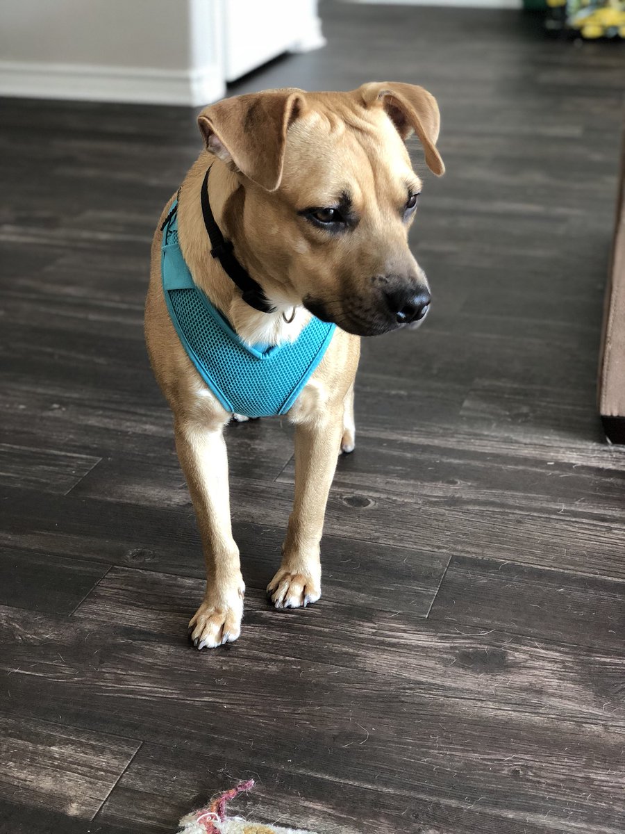 enviromadison's tweet image. This handsome little pup needs a home!! Harvey was abused and dumped back at the BEGINNING of 2018, and still hasn’t found a forever home. He’s a shy guy &amp;amp; loves his stuffed animals and his foster siblings and parents. He just needs someone to love him unconditionally. Share pls!