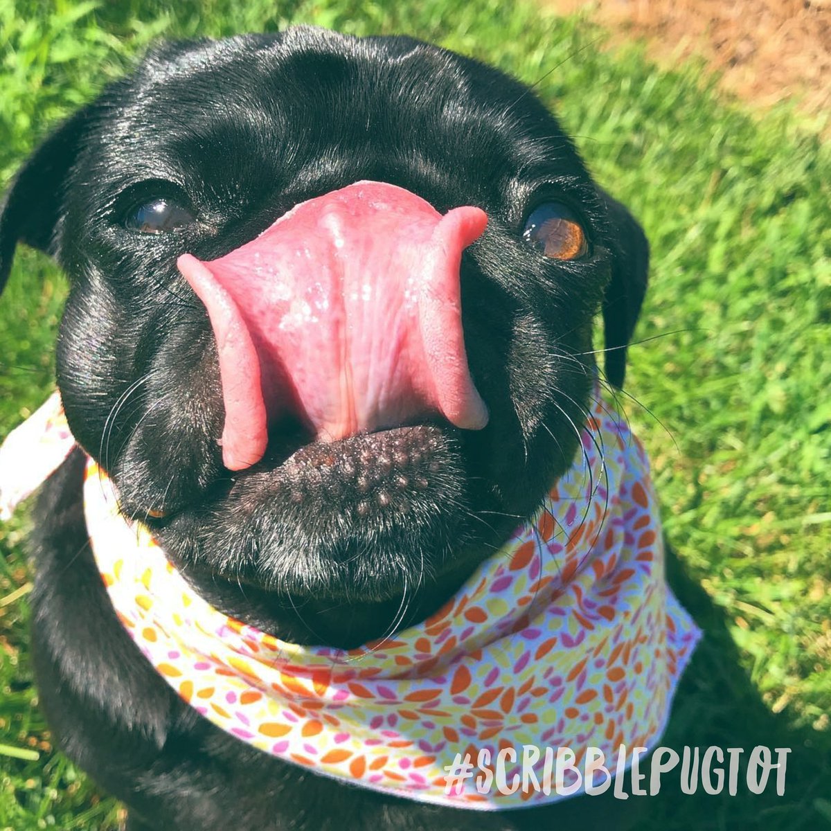 The only good thing about Monday is that Tongue Out Tuesday is right after it!

#pug #pugs #dogsoftwitter #dog #dogs #tot #tongueouttuesday #scribblepugtot #blackpug #blackpugs #blackpugoftheday