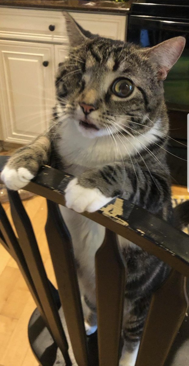 Charlestonion's tweet photo. Stop what you are doing and check out this picture of Butters. She likes to be in the kitchen in this chair to watch while we cook. https://t.co/Jh6YEMGCVc