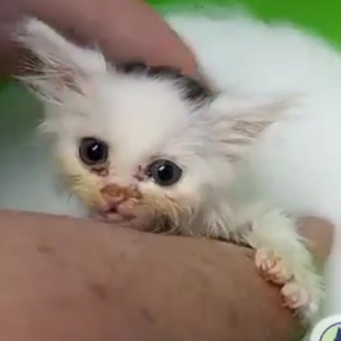 MultCoPets's tweet image. It's the final countdown to save kittens like Magwai! We have until midnight tonight to save kittens and raise $22,000. Can you help? 
indiegogo.com/projects/kitte…