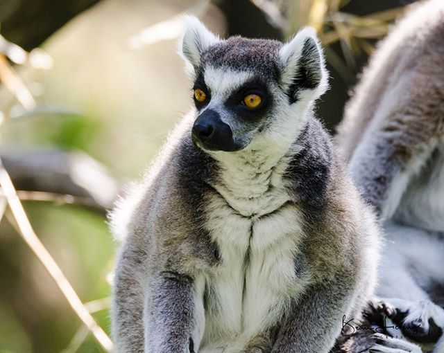 LieningBeau's tweet photo. Ring-Tailed Lemur #SafariWest #photography #photographyislife #photographylover #justgoshoot #xposuremag #animal_captures #animal_fanatics #wildlifephotography #wildlifephoto #wildlifelovers #natgeowild #natgeo #natgeowildlife #wildlifeperfection @natgeo … https://t.co/Mnhld4Rgg1