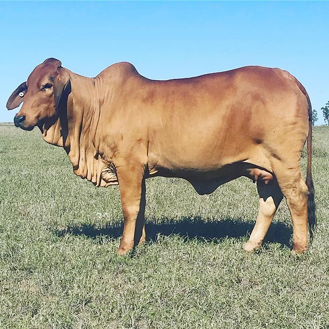 rockleybrahmans's tweet photo. Looking forward to seeing this girlโs calf. #rockleybrahmans #redbrahmans #kenrolhjcow #moderateframed #springingup #nccessexcalf #lowbirthweight #lovelyudder #breedplan #genomics #ungarra https://t.co/hp1qGNOi3E https://t.co/jou9TJvYDk