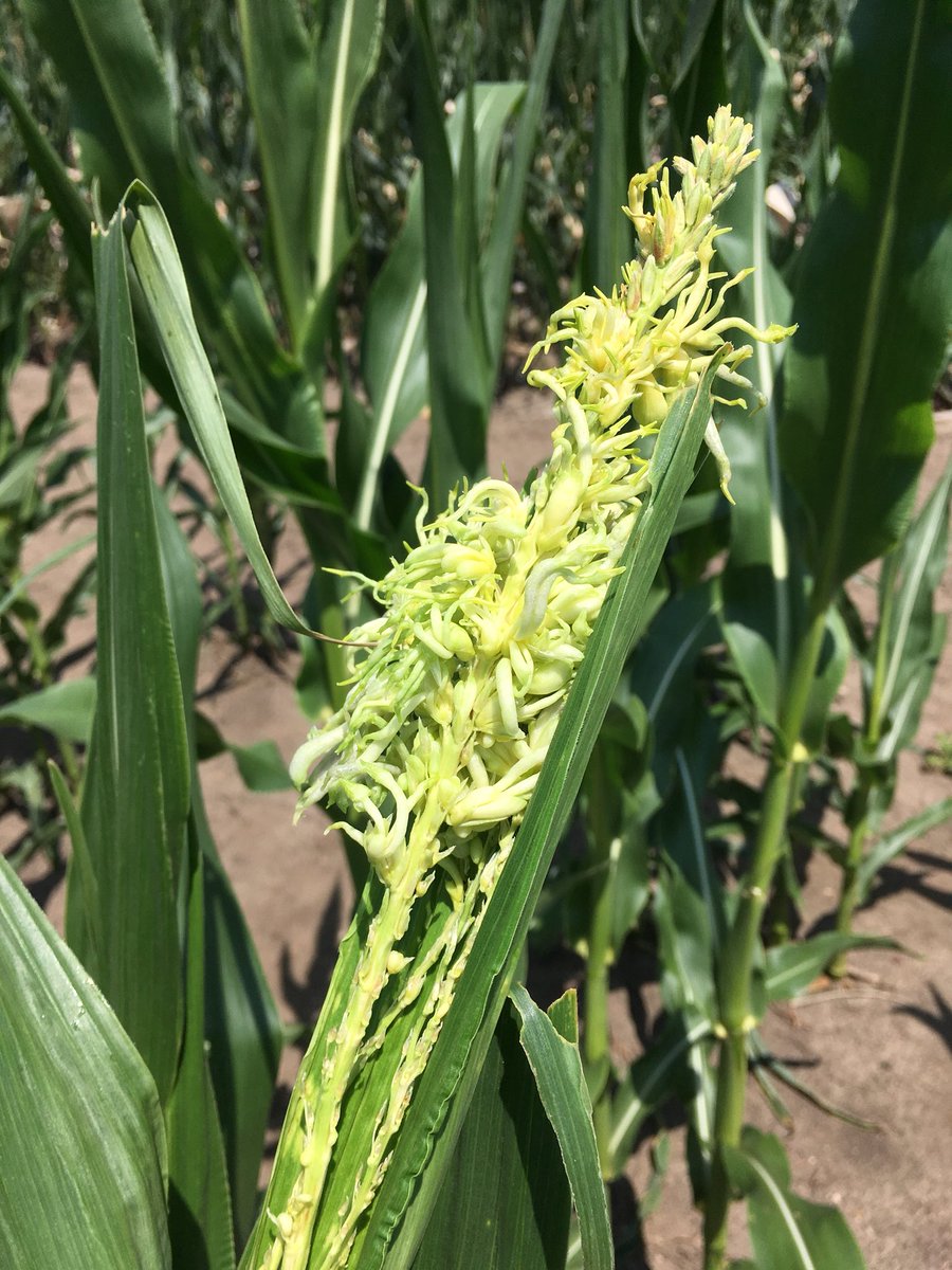 kILtedbreeder's tweet photo. From a distance I thought it might be #CrazyTop but just some more #smut for #CornHub https://t.co/gchk7XRCqz