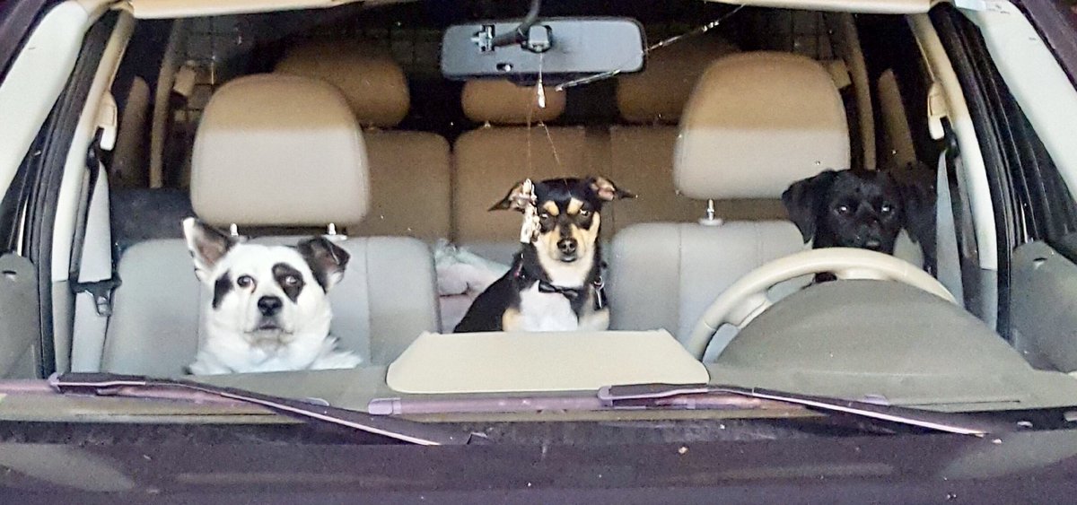 wooftips's tweet photo. Clear the roads! These three are cruising. @GoPandaDog @MexiDogNacho and new brother Jasper in the drivers seat. #roadtrip #cruisin #DogsofTwitter #dogs https://t.co/SDv0eJfPQF