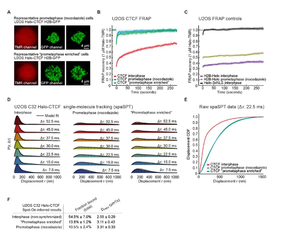 TADs and loops are lost
As CTCF displaced
In prometaphase 

#ChromatinHaiku 
biorxiv.org/content/early/…