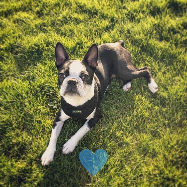 Sunny Sunday ☀️
-
-
-
- ------
Follow <a href="/yobostonterrier/">yobostonterrier</a>
Credited @
Ecstatic photo.

#bostonterriernorway #bostonterrierpup #bostonterrierrules #bostonterrierdog #bostonterrierheart #bostonterrierbaby #bostonterrierteam #bostonterrierworld #bostonterrierz #bostonterrierobsesse…