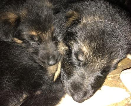 TheLuckyPupp's tweet photo. 🆘️🆘️We have deposits on these two little brothers. We need every1's help 2 get them out of auction. Baby JD &amp; his brother deserve a good life. We can't get them safe w/out the help of r extremely generous sponsors. 🐾🐾🆘️💳💸💵👇🐾🐾 #RESCUE #puppies https://t.co/9WnaF0o5tp https://t.co/m23fJR4kH8