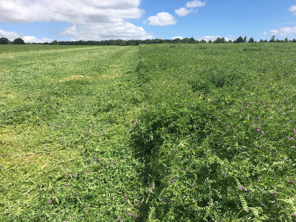 agricology's tweet photo. Good to see that the @Primewest_ltd #rollercrimper made a big impact on the #rye and #vetch cover following on from our visit a few weeks ago. One step closer to #notillorganic?! @IFarmers @AngliaFarmer controlling #covercrops without #glyphosate https://t.co/F71YCJw8Qp