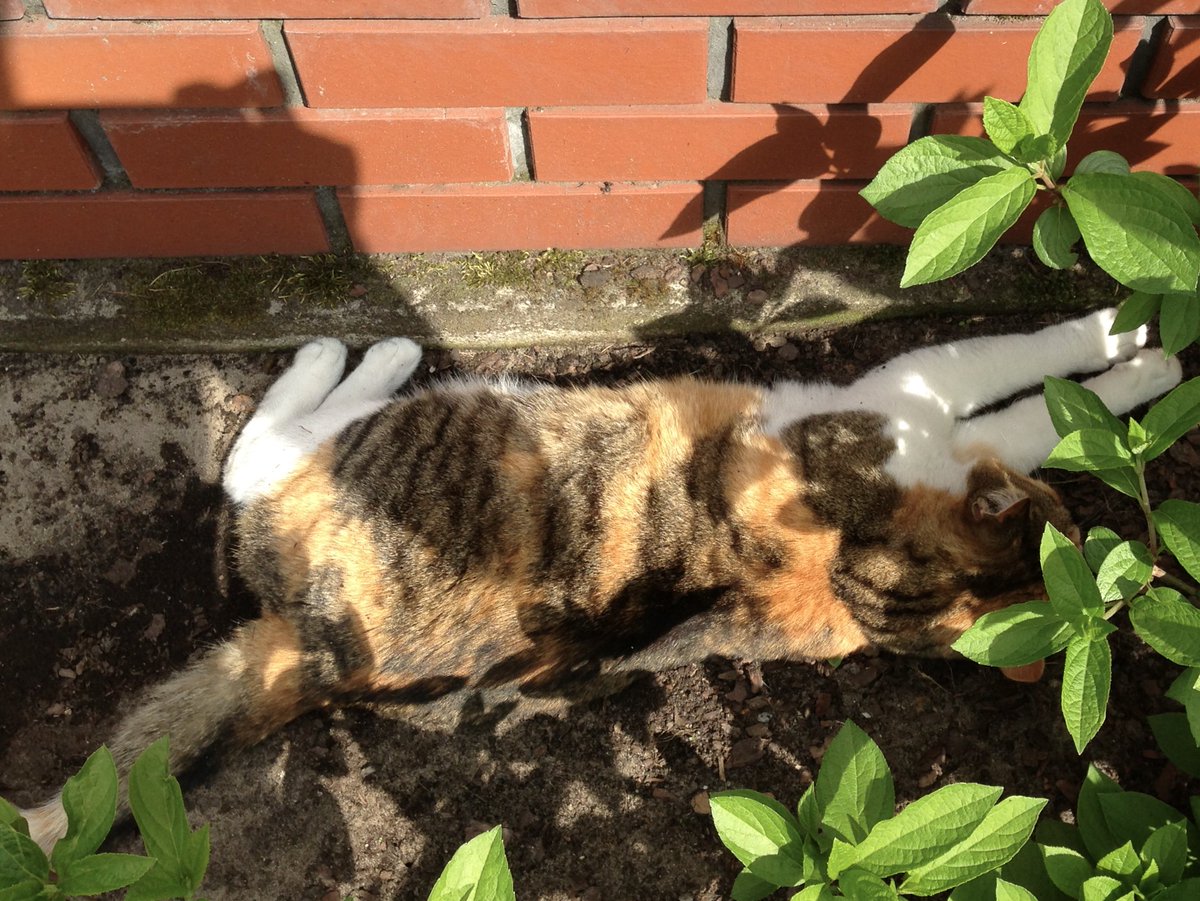 tarni_b's tweet image. Po ciężkiej pracy....😀
#mojkot