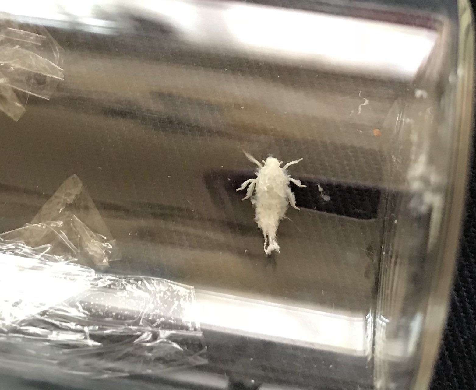 鈴江 この虫なんだろう ブドウの木についてた 綿に脚が生えてるみたいな1cm弱のふわふわ真っ白な虫 初めて見た T Co Exjrm5bbv8 Twitter