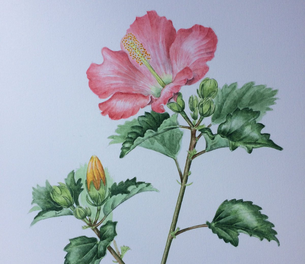 ホーリー בטוויטר ハイビスカス アオイ科 暑いですね 何を描こうかなと思う時 ふと目にとまってしまいました ハイビスカス ボタニカルアート 水彩画 花イラスト