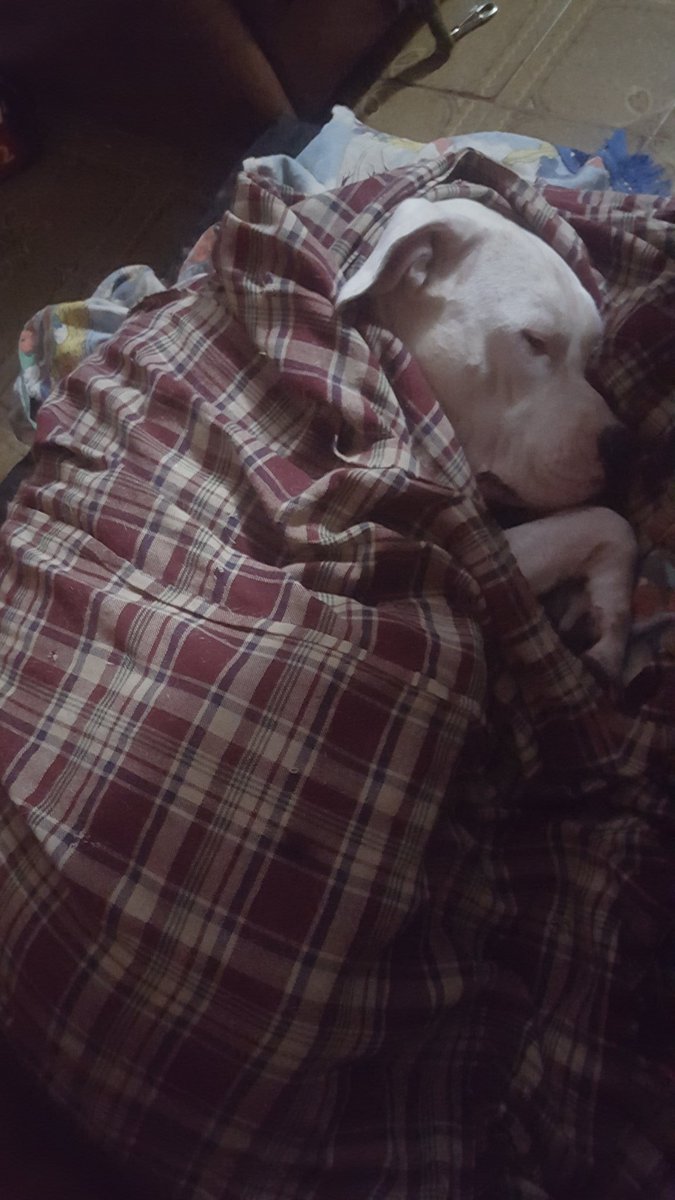 PForgit's tweet image. Con #Fluo 🐶 mirando #ReDespiertos , va ella no tanto 😅. Saludos desde Mar de Ajo 🌊. 
#DogoArgentino #Frescolari