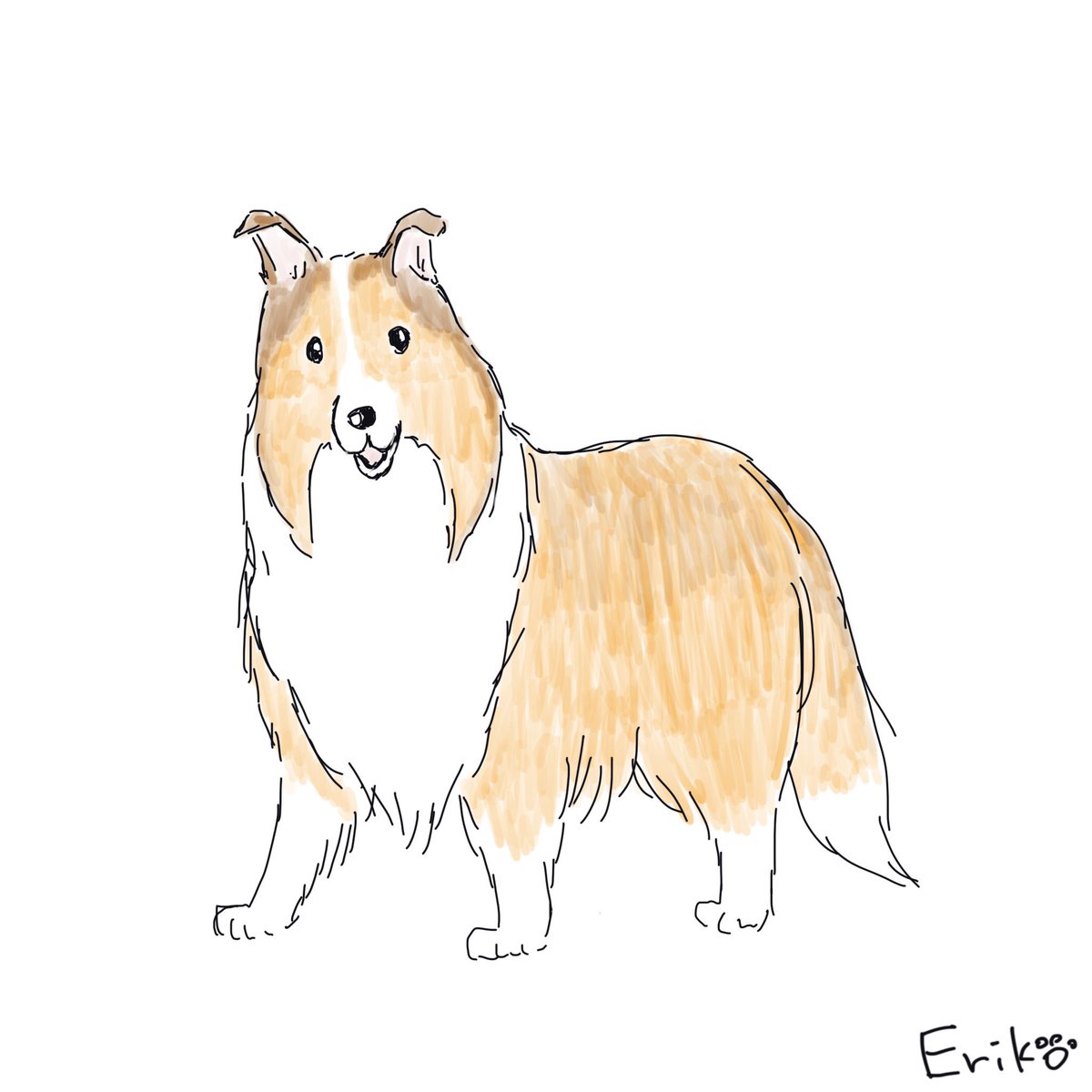 Dog Cat Sketch シェットランドシープドッグ シェットランド シープドッグ シェルティ いぬ 犬 イラスト 犬イラスト Shetlandsheepdog Shetland Sheepdog Shelty Dog Applepencil Procreate Illustration 犬の絵 わんこイラスト わんこの